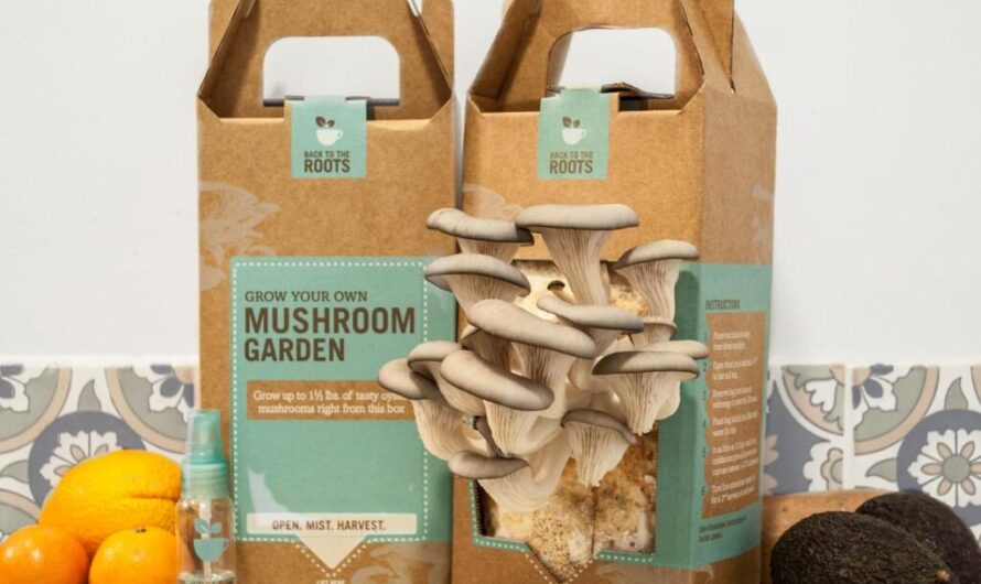 The Benefits of Customized Mushroom Boxes